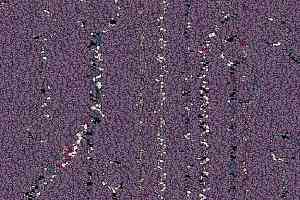 Ковровая плитка Interface Visual Code Circuit Board 9280006 Purple Circuit фото  | FLOORDEALER